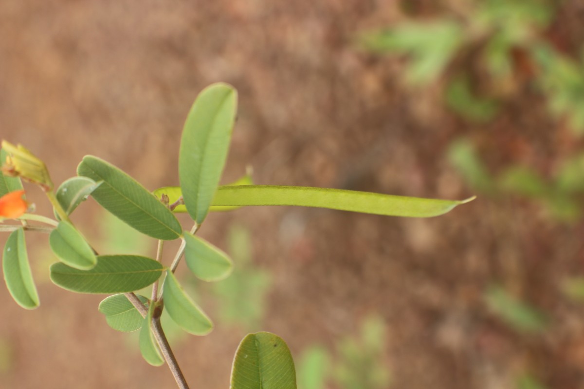 Tephrosia tinctoria (L.) Pers.